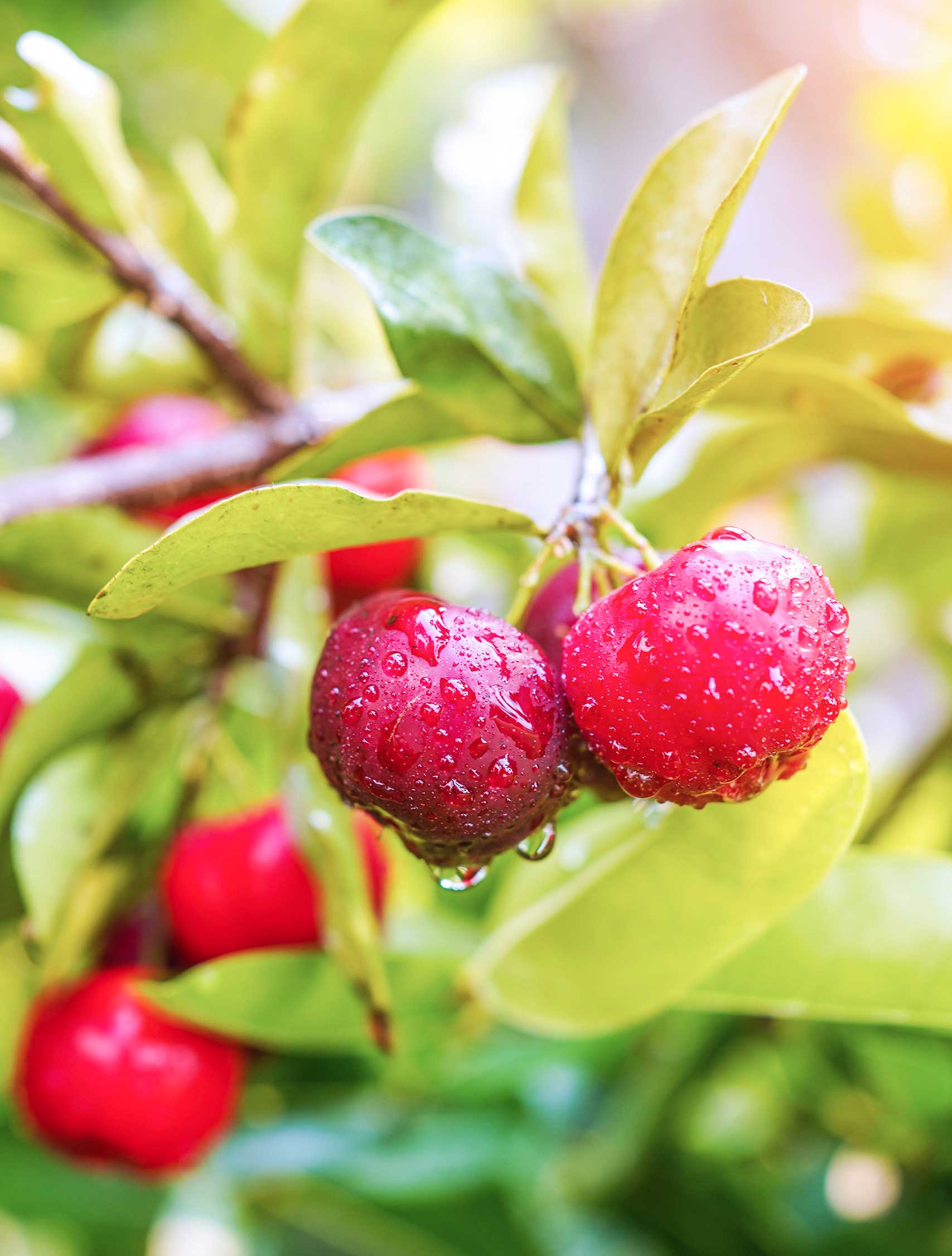 Acerola Cherry Benefits – A Tropical Superfruit!