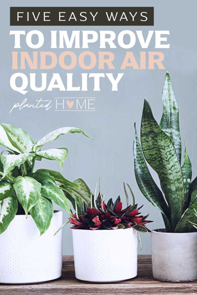 house plants in front of a grey background. Text says "five easy ways to improve indoor air quality"