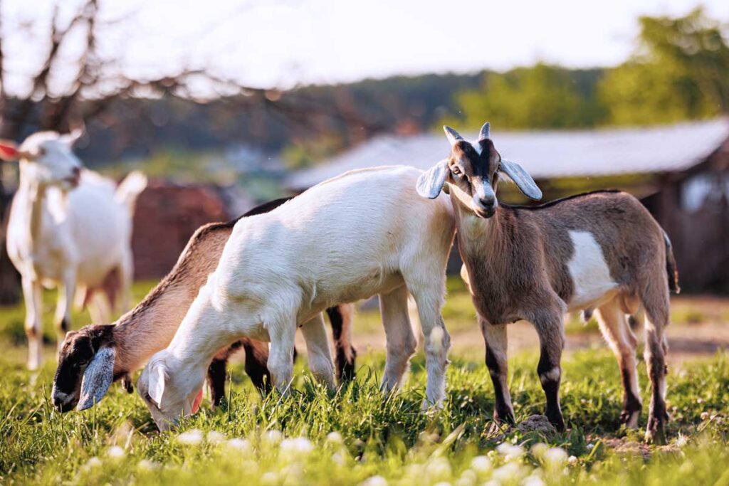 several white and brown goats in a grass field
