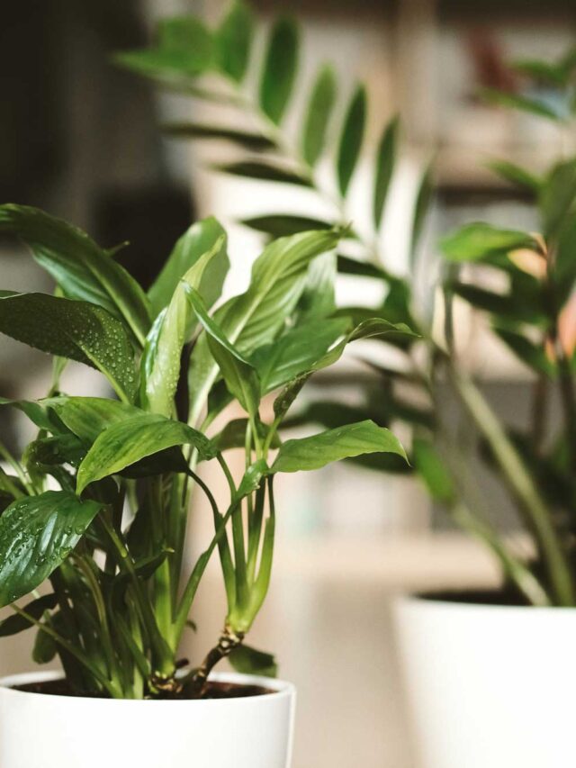 cropped-two-green-plants-zamioculcas-and-spathiphyllum-on-2021-09-04-06-51-12-utc.jpg