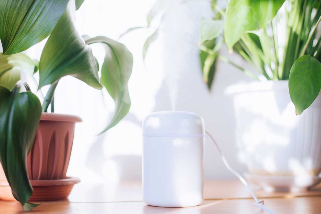 humidifier next to indoor house plants