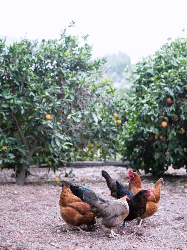 free range chickens in a fruit orchard