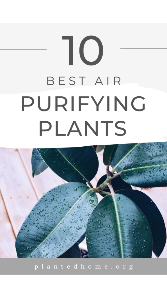 10 best air purifying plants, with picture of a rubber tree