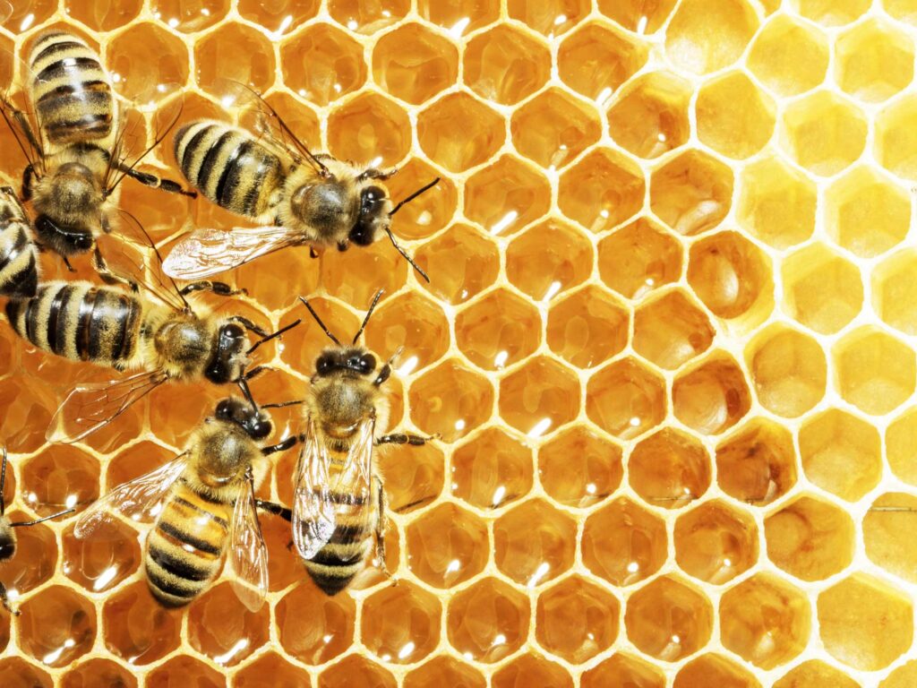 honey bees filling honeycomb with honey