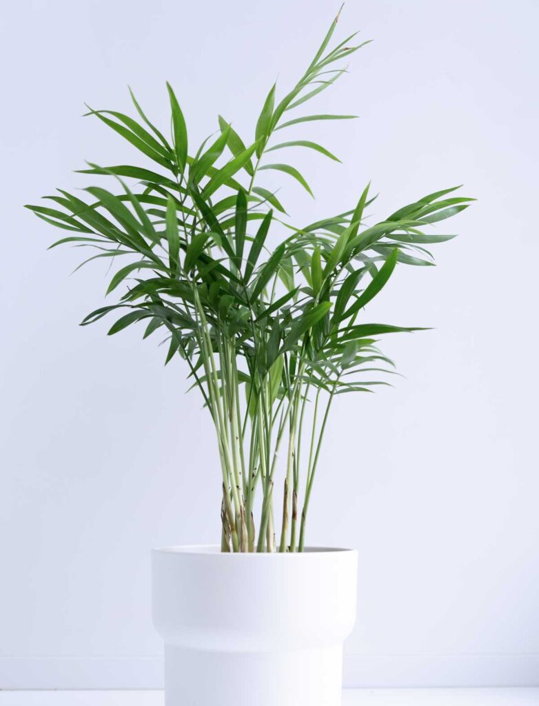 bamboo palm in a white pot