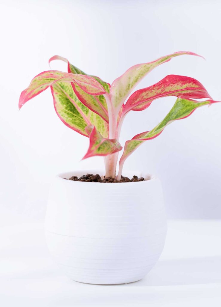 non toxic indoor chinese evergreen