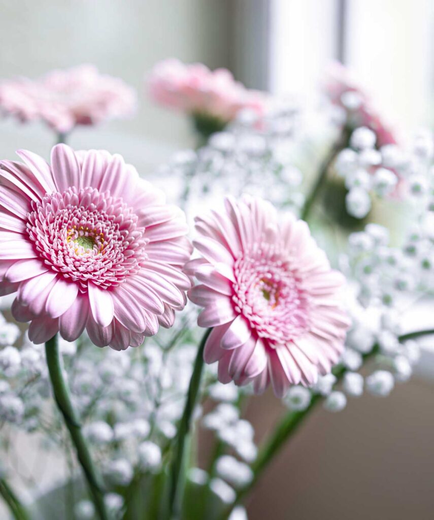 bouquet of pink gerbera daisies in a windowsill for air purification