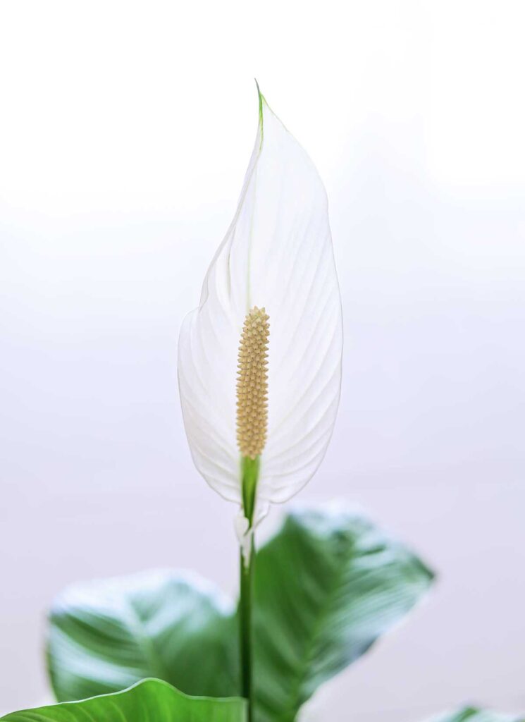 close up view of a peace lily flower