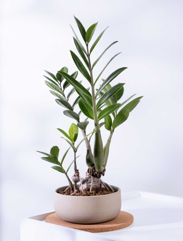 zz plant in a clay pot for indoor air quality