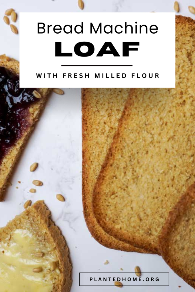 Close up view of fresh milled wheat bread slices and wheat berries with text "bread machine loaf with fresh milled flour"