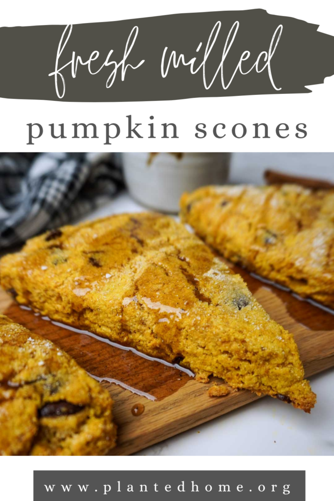 Image of hot scone with maple glaze with text that reads "fresh milled pumpkin scones"