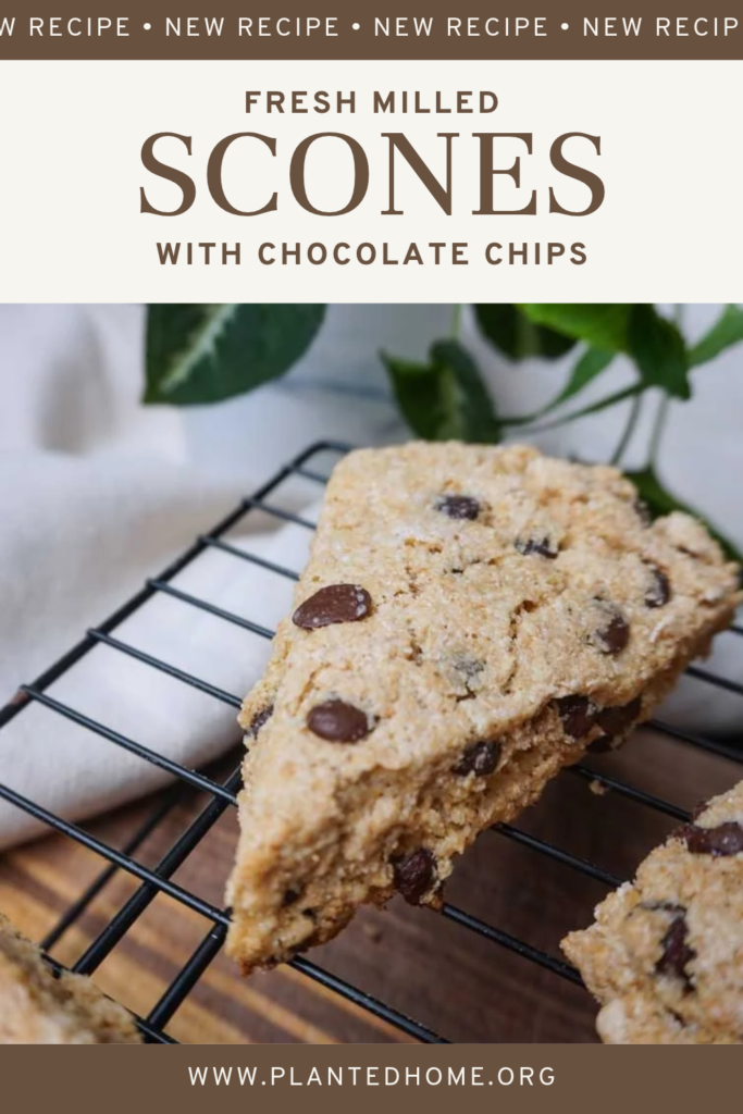 Fresh milled scones with chocolate chips