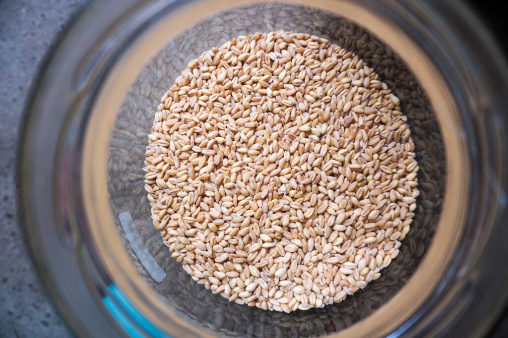 wheat berries in a glass jar.
